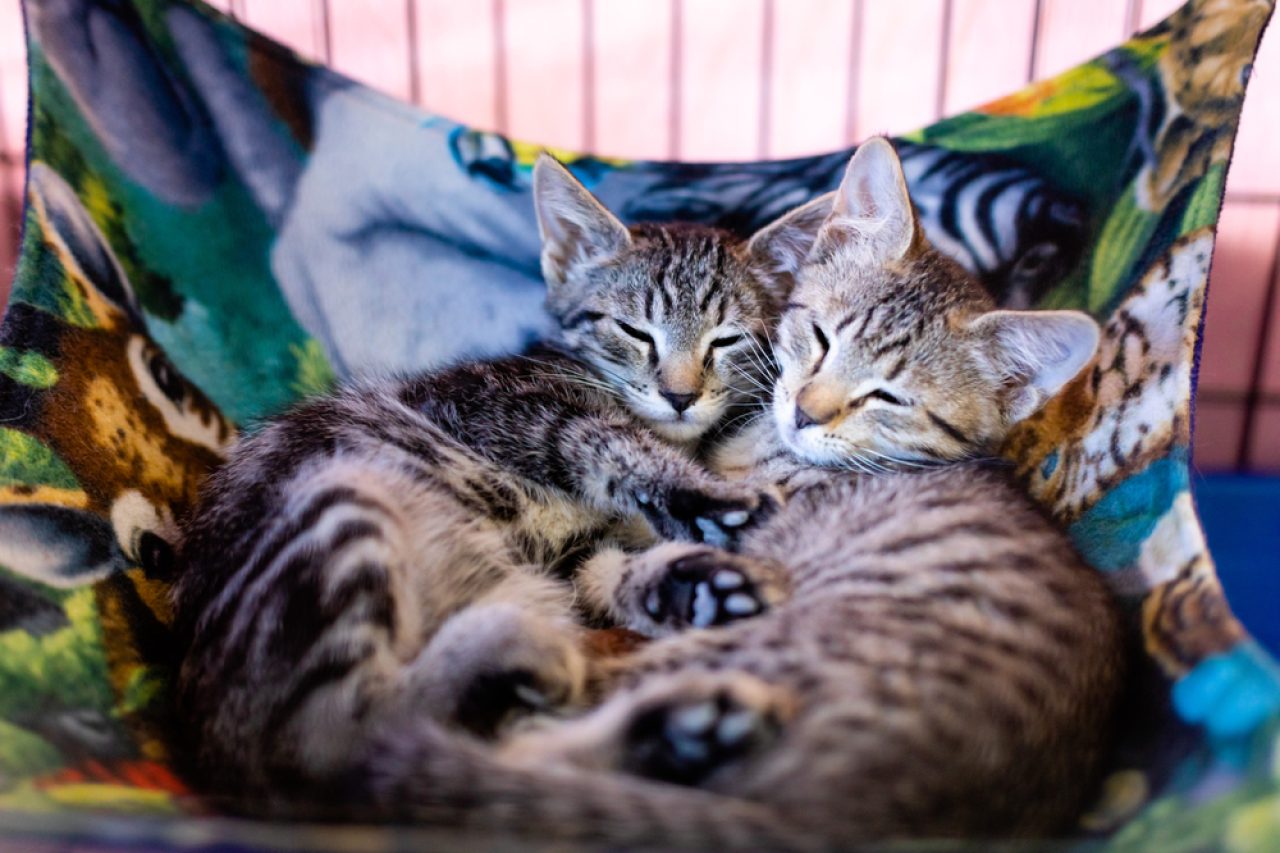 İkiz Kedi İsimleri: "Purrfect Furends" İçin 290+ İsim