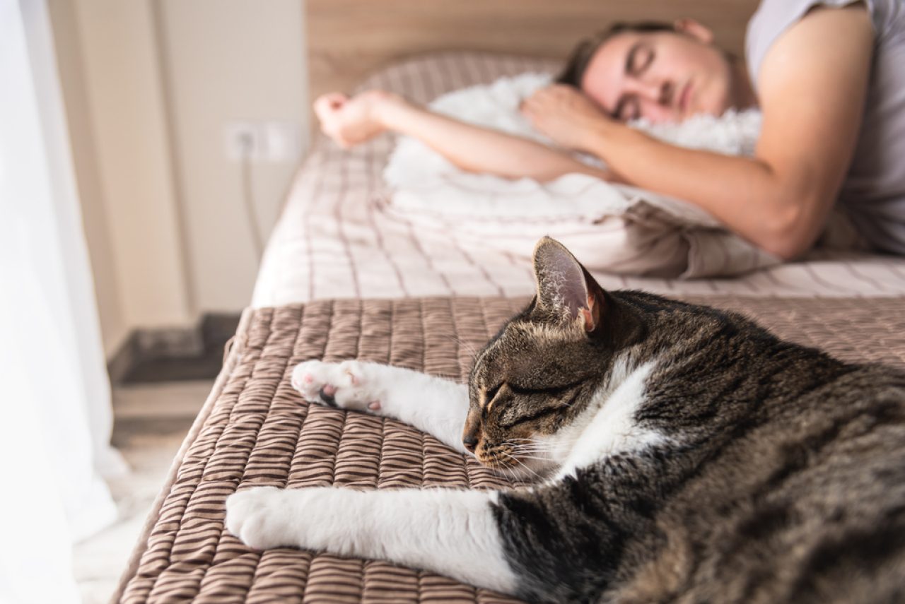 Do Cats Protect You While You Sleep? "Purrtect And Serve" Or?