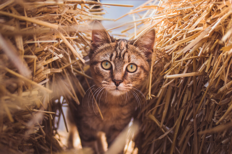 Can Cats Eat Hay? Do They Draw The Line At This Dried Grass?