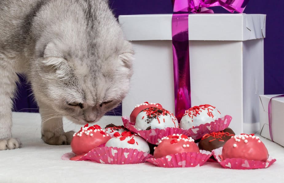 Can Cats Eat Sweets? Are These Two Friends Or Enemies?