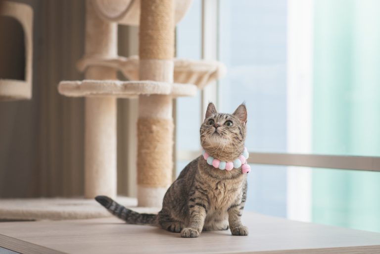 Everything You Need To Know About Keeping A Cat In One Room