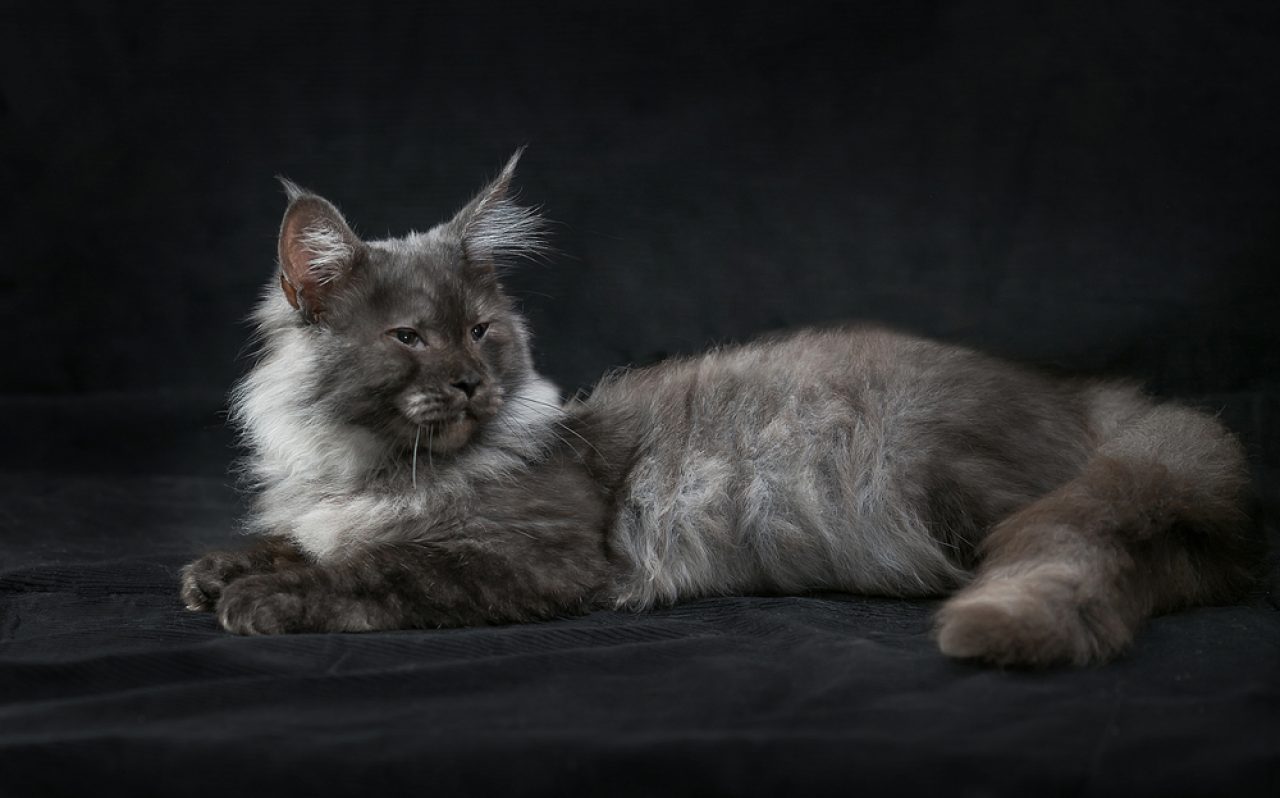 Black Smoke Maine Coon: The Truth About This Majestic Cat