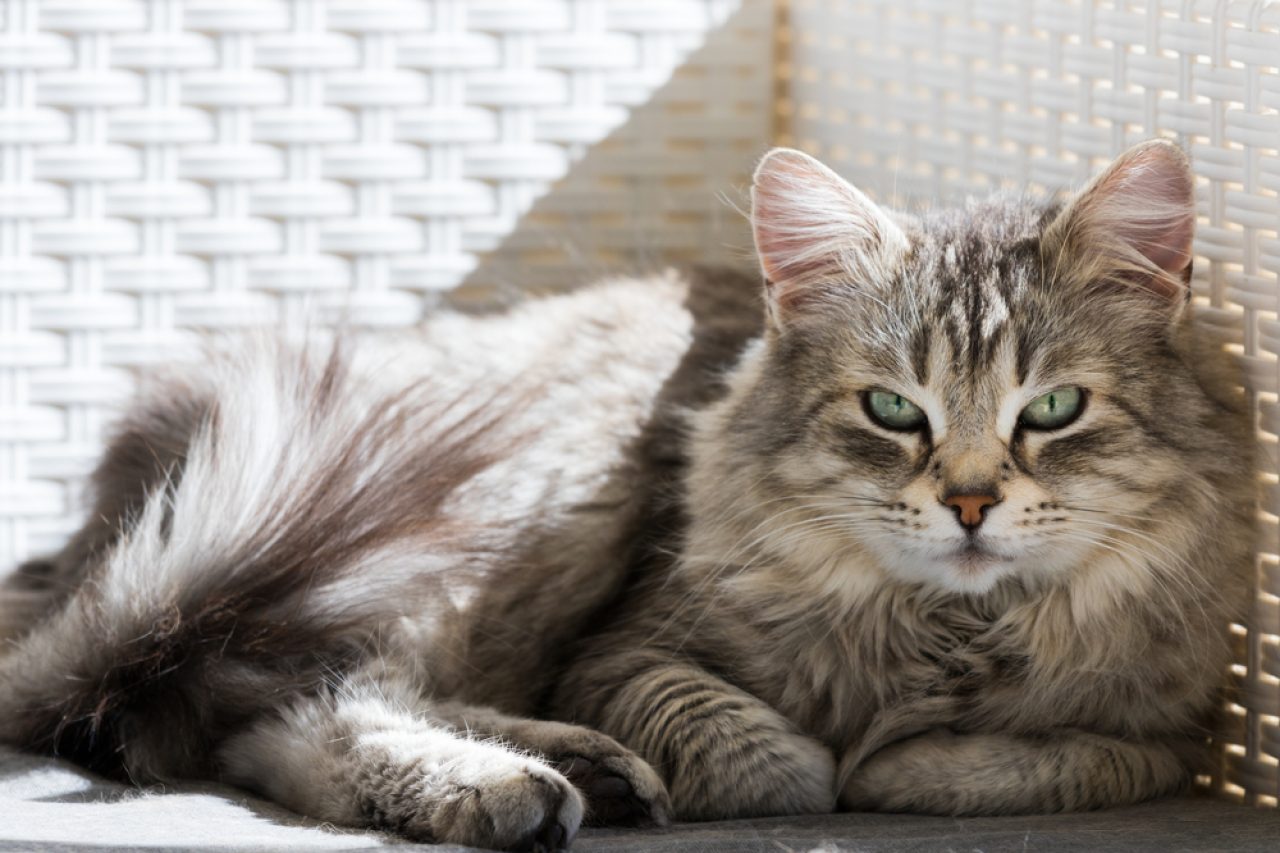 Norwegian Forest Cat Vs. Siberian: Which One Is Purrfect For You?