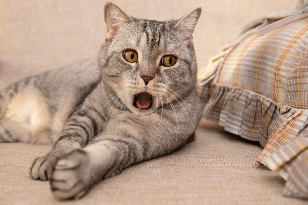 Kedi Ağzına Bir Şey Sıkışmış Gibi Davranıyor! Ne olabilir ki?