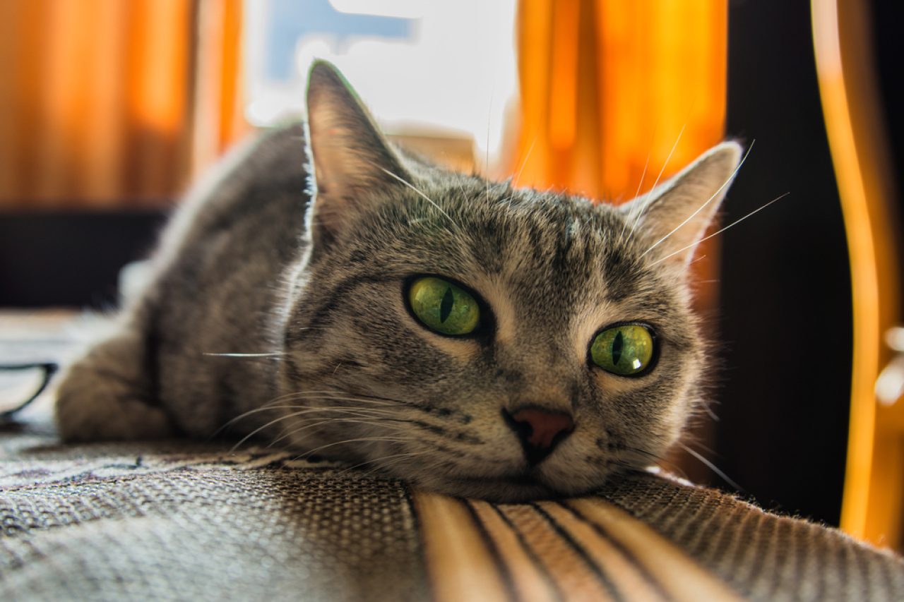 Can Cats Tell When You're Sick? Is It Black Magic?