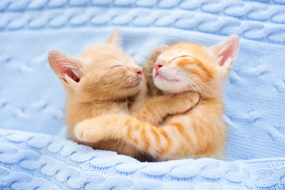 Twin Cat Names: 290+ Names For The 