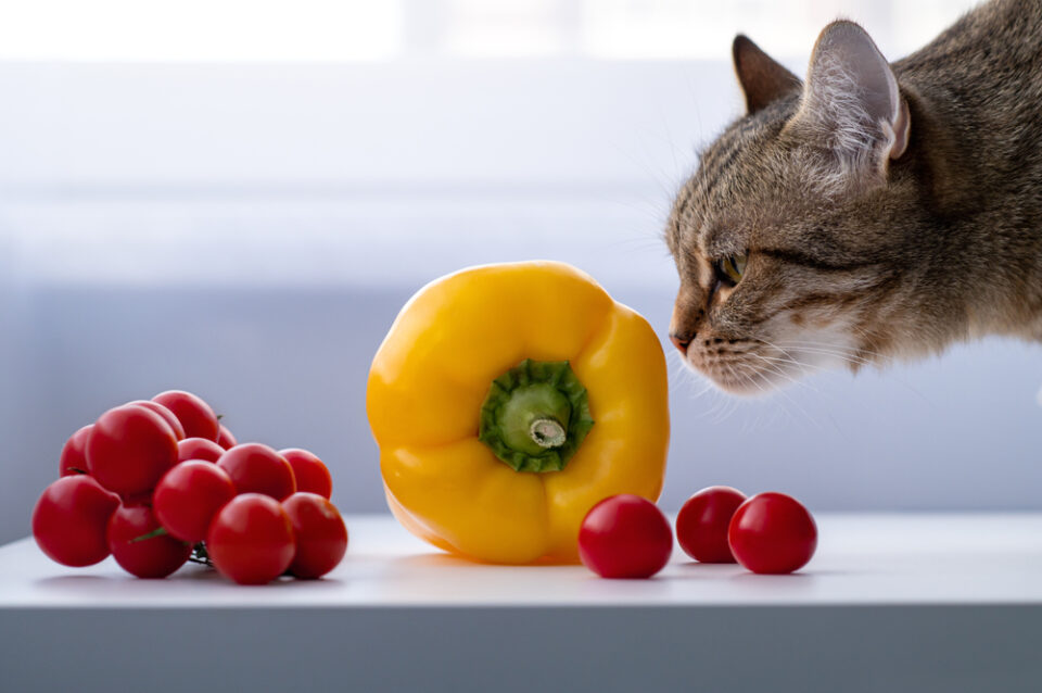 Can Cats Eat Tomatoes? Can They Enjoy These Fruity Veggies?