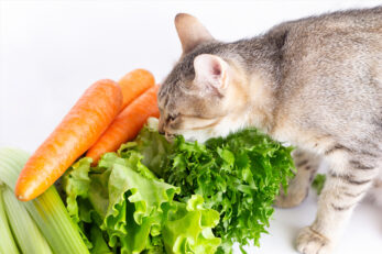 Can Cats Eat Lettuce? Should You Let Her Feast On It?