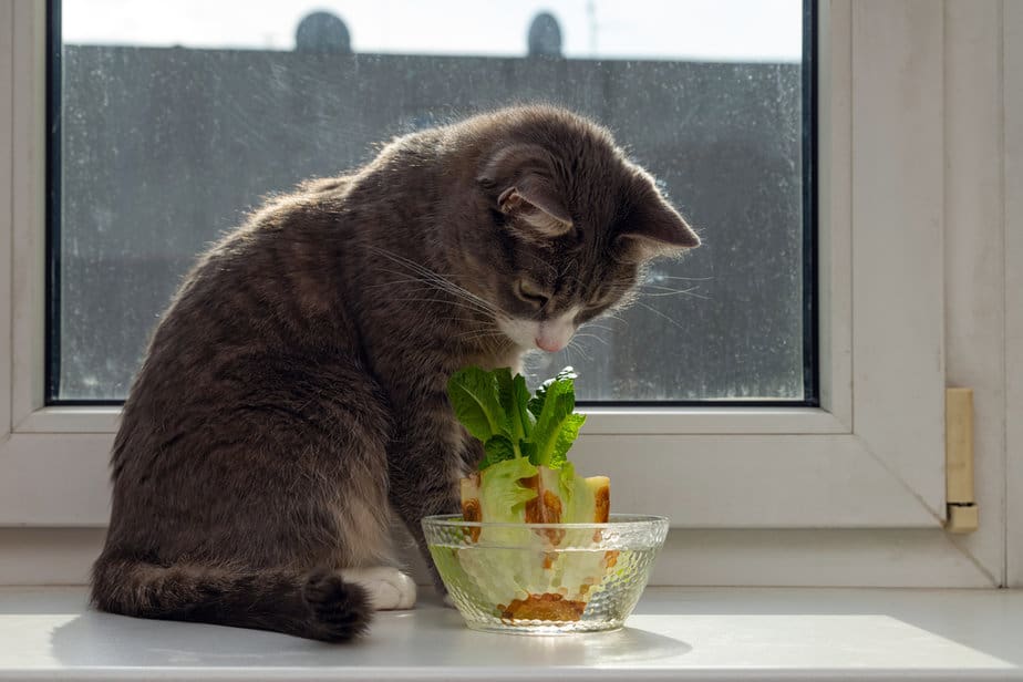 Kediler Marul Yiyebilir mi? Yemesine İzin Vermeli misiniz?