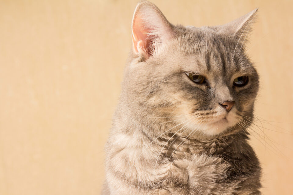 Can Cats Eat Almonds? What's Their Take On These Nutty Treats?