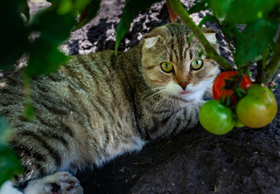 Can Cats Eat Tomatoes? Can They Enjoy These Fruity Veggies?