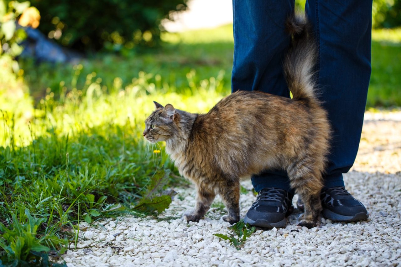 Why Does My Cat Hit Me With Her Tail? Is It A Sign Of Anger?