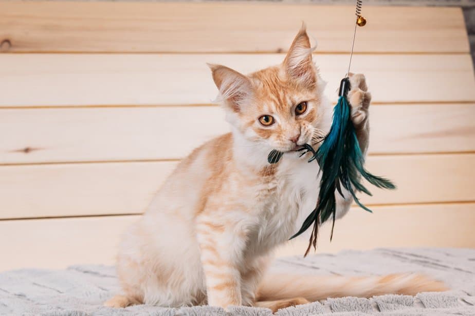 My Cat Ate A Feather! Is This A Featherweight Problem?