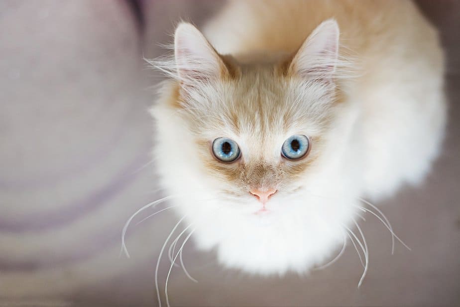 140+ Shy Cat Names For Your Timid Furbaby