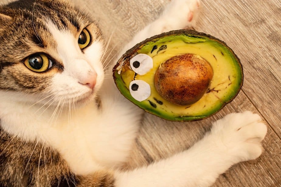 Can Cats Eat Avocado? Can This Tasty Treat "Guac" Their World?