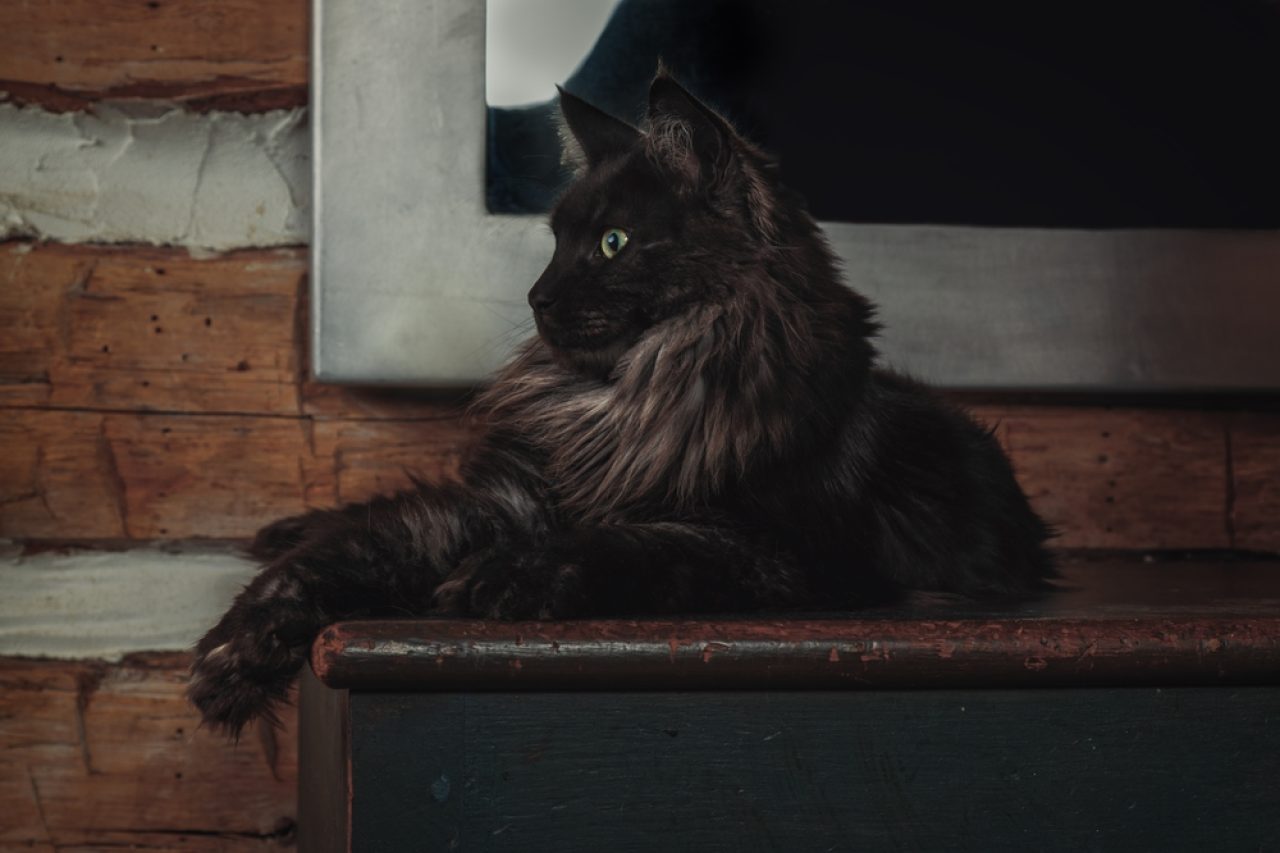 Siyah Duman Maine Coon: Bu Görkemli Kedi Hakkındaki Gerçekler