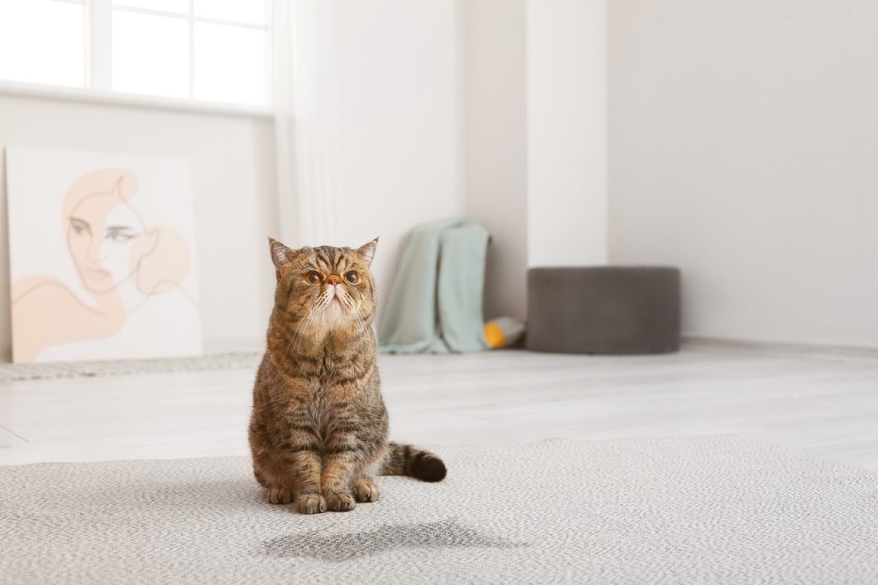 Everything You Need To Know About Keeping A Cat in One Room