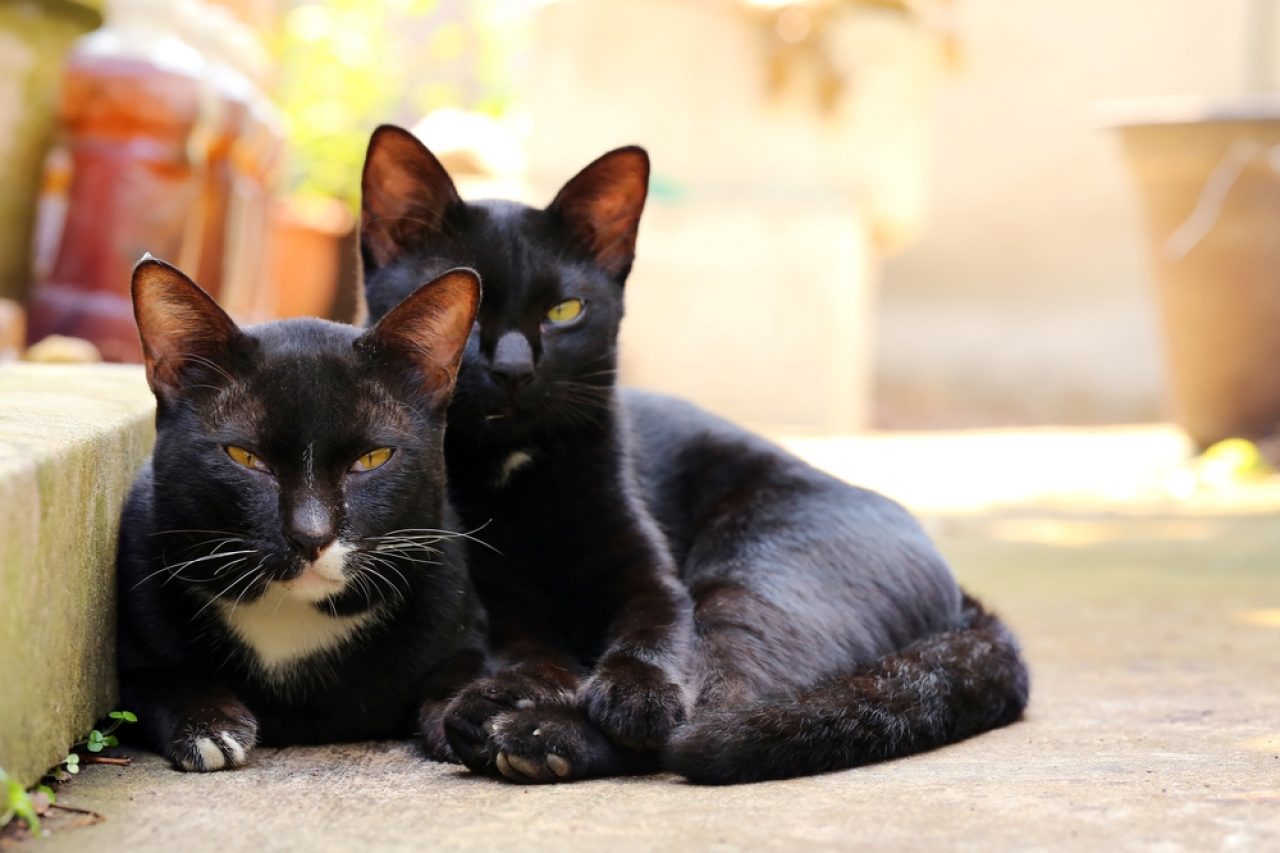 Twin Cat Names: 290+ Names For The "Purrfect Furends"