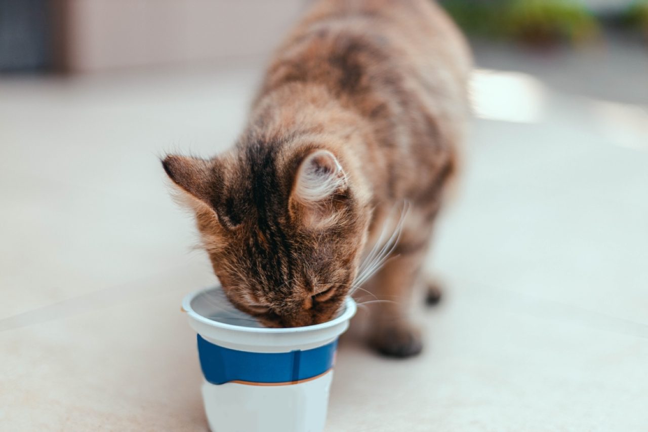 Kediler Yemek Yerken Neden Gözlerini Kapatır? Çay nedir?