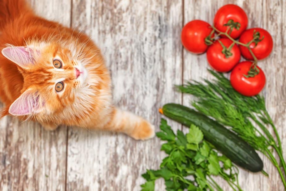 Kediler Domates Yiyebilir mi? Bu Meyveli Sebzelerin Keyfini Çıkarabilirler mi?