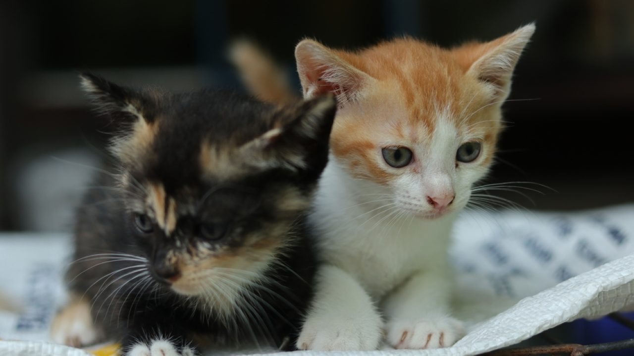 İkiz Kedi İsimleri: "Purrfect Furends" İçin 290+ İsim