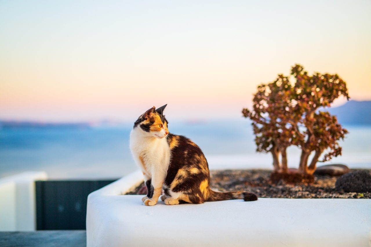 380+ Stunning Greek Cat Names That You Can Choose From
