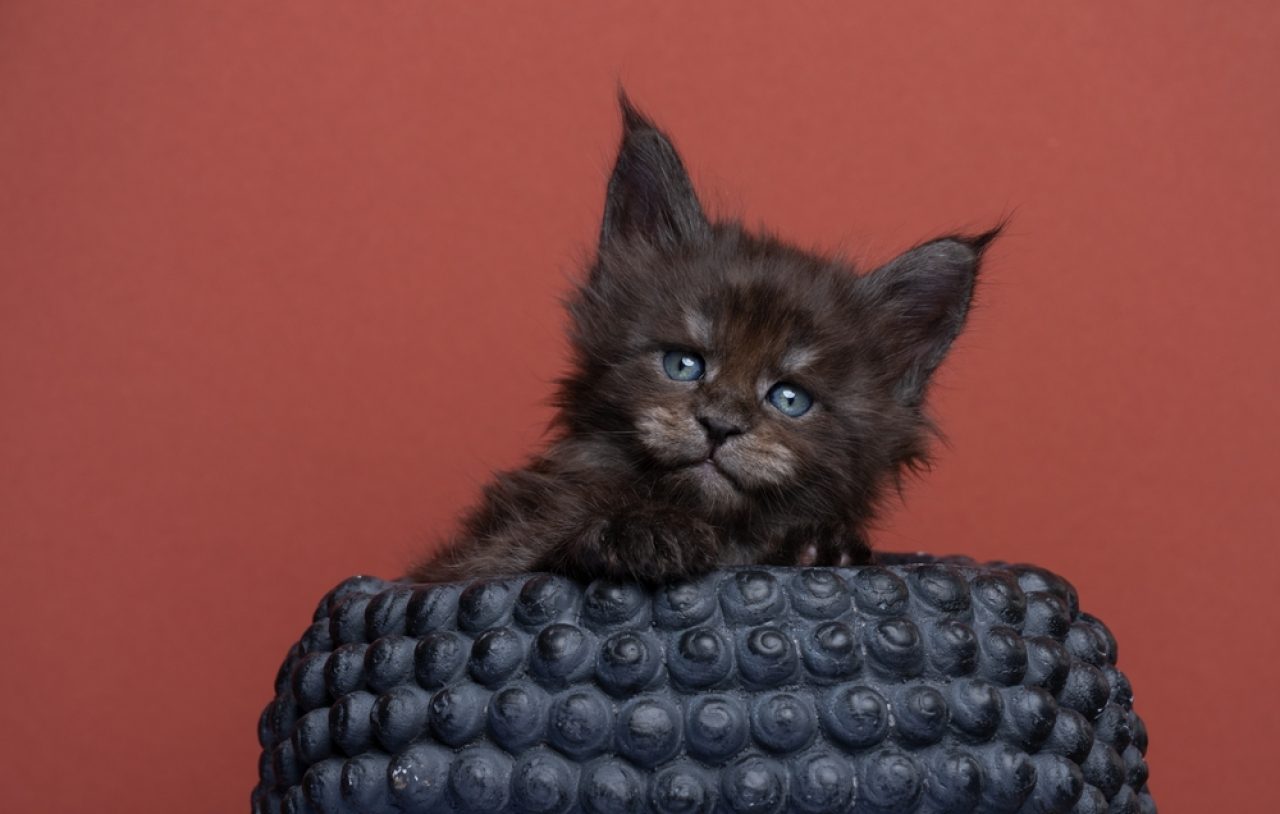 Siyah Duman Maine Coon: Bu Görkemli Kedi Hakkındaki Gerçekler