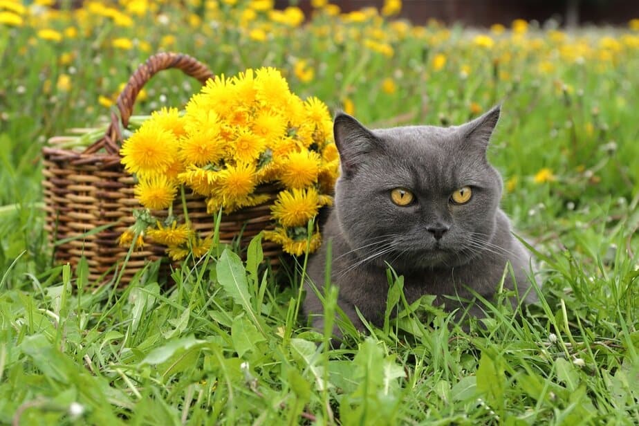 Can Cats Eat Dandelions? Are These Garden Weeds Dandy?