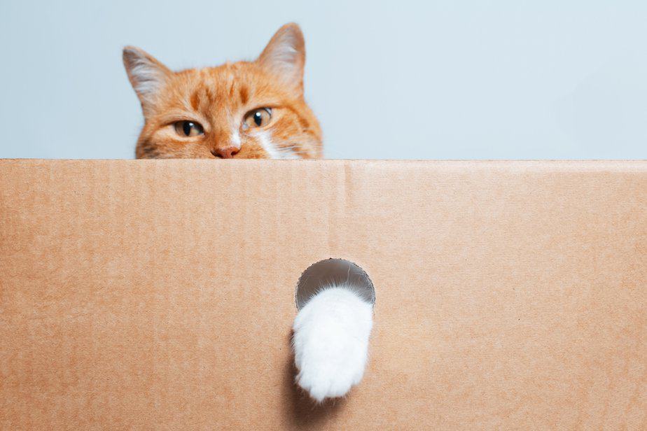 Is Your Cat Eating Cardboard? Here's What It Means!