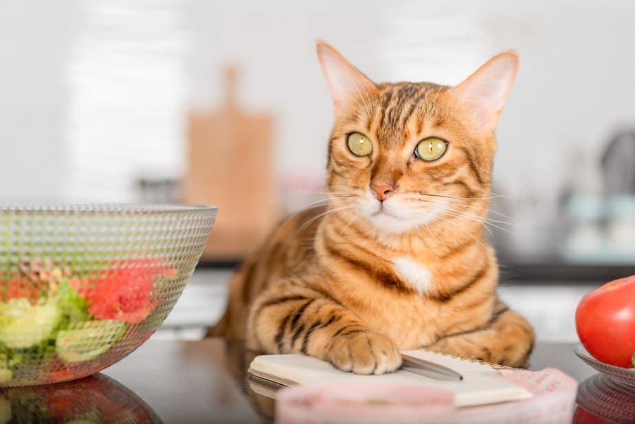 Can Cats Eat Lettuce? Should You Let Her Feast On It?