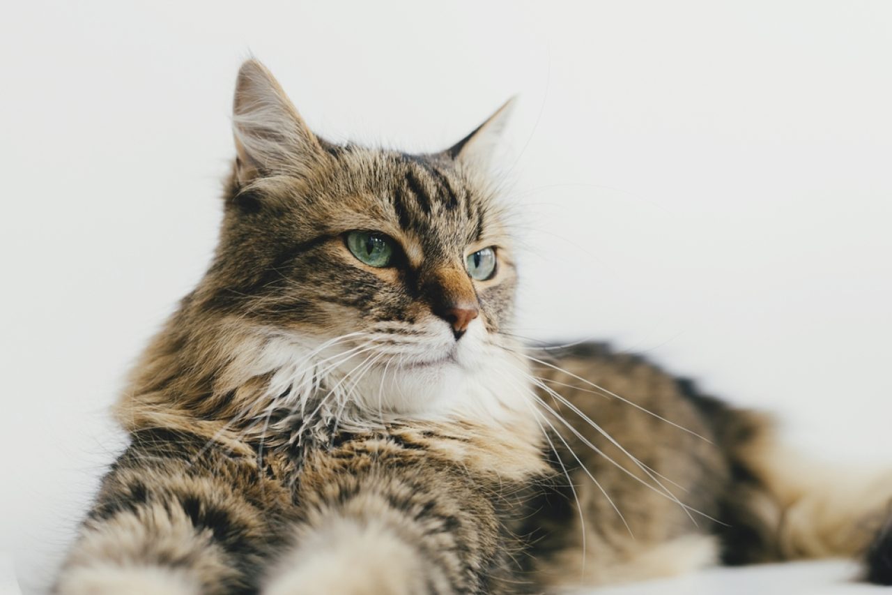 Siberian Maine Coon Mix - A Match Made In Heaven Or Hell?
