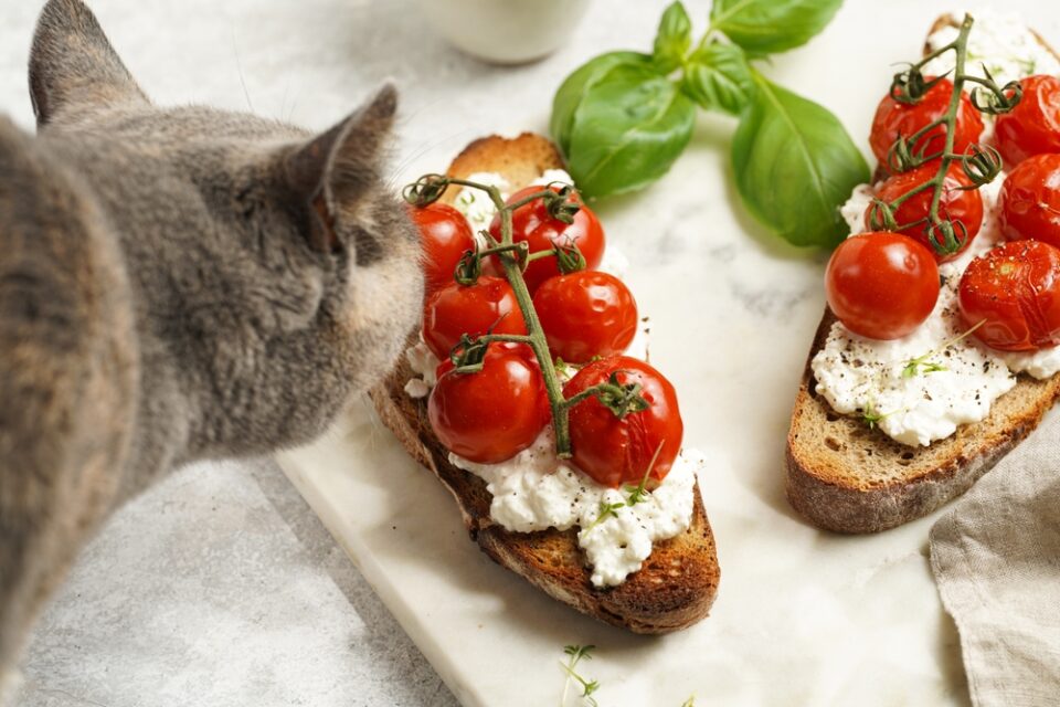 Can Cats Eat Tomatoes? Can They Enjoy These Fruity Veggies?