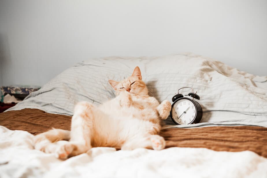 Do Cats Protect You While You Sleep? "Purrtect And Serve" Or?