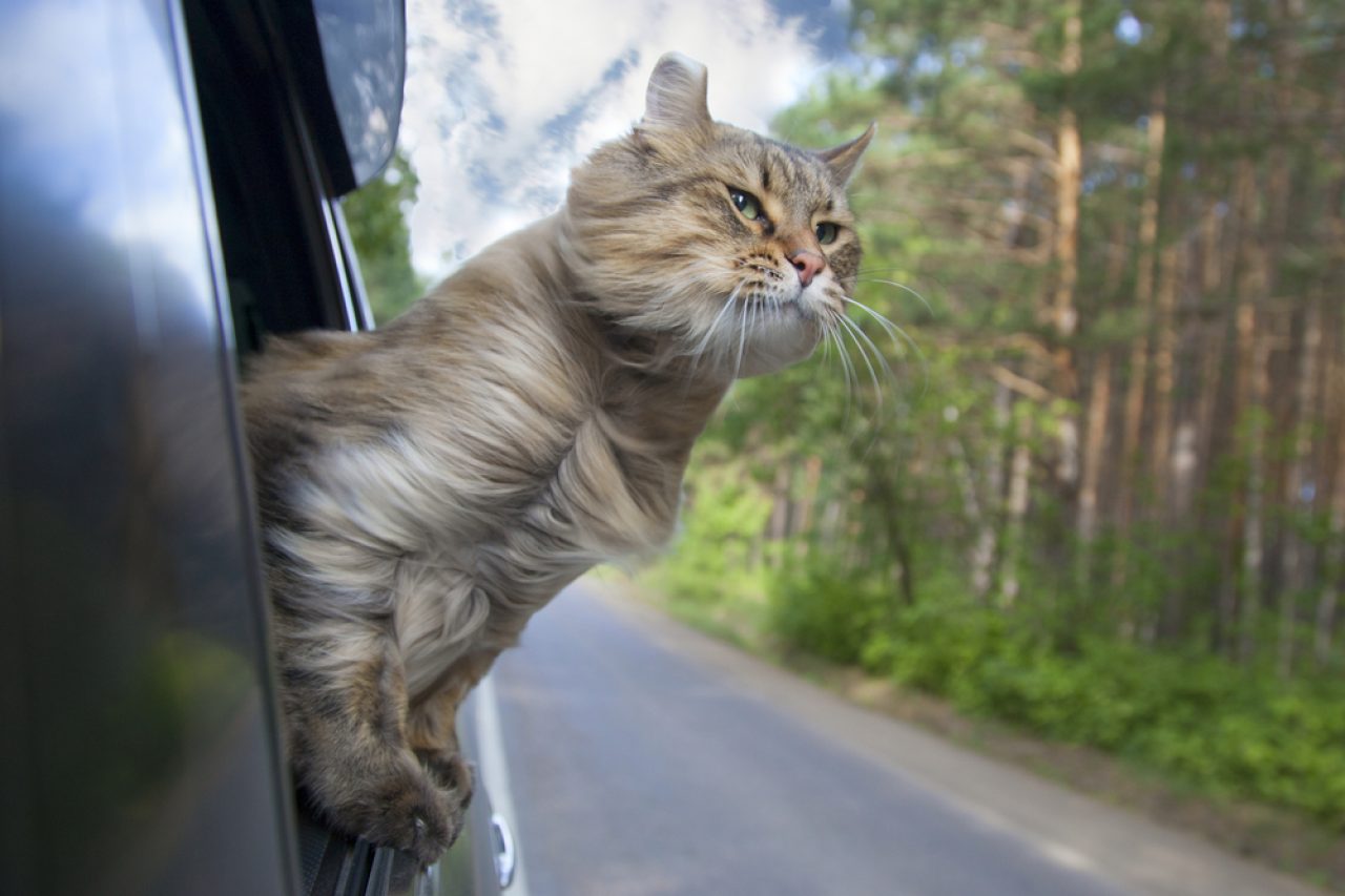 6 Life-Saving Tips For Your First Road Trip With A Cat!