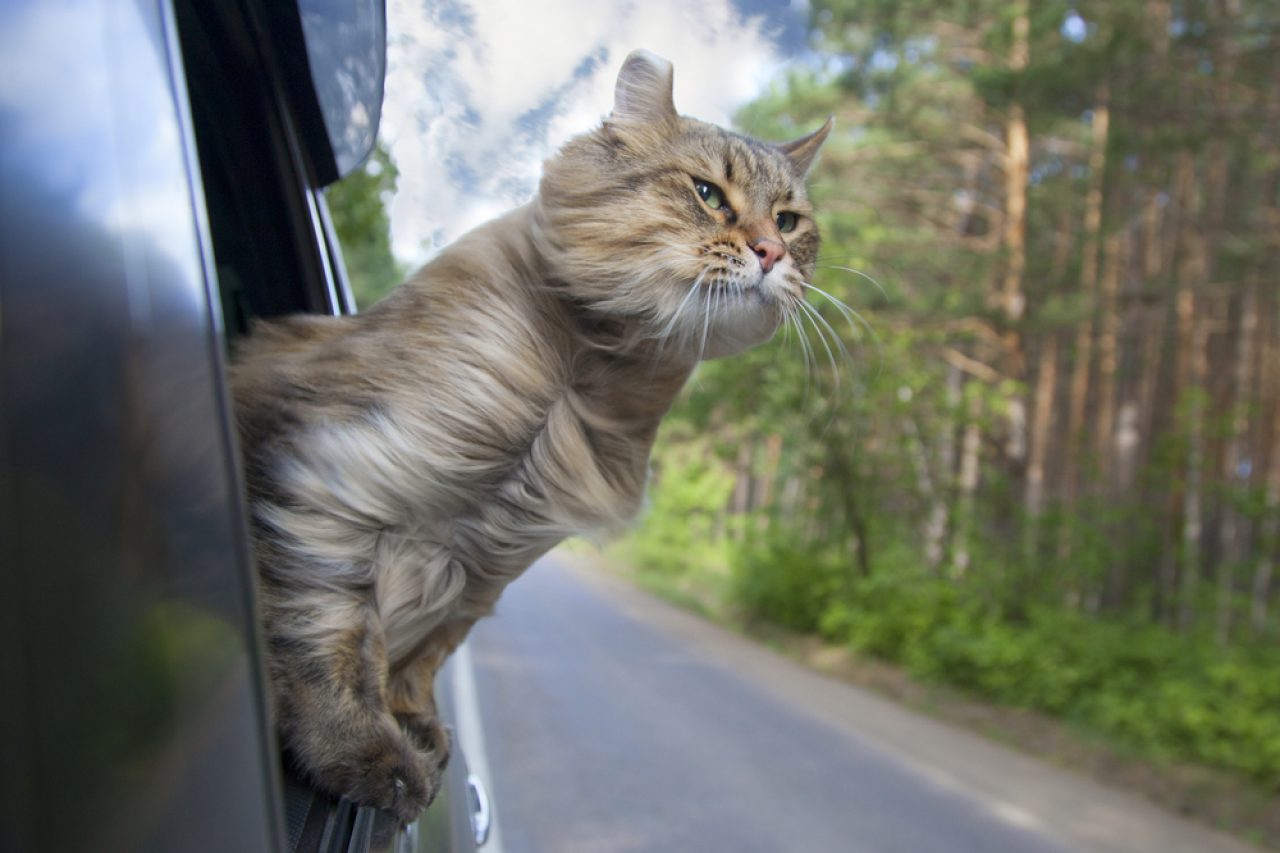 Bir Kedi ile İlk Yolculuğunuz İçin Hayat Kurtaran 6 İpucu!