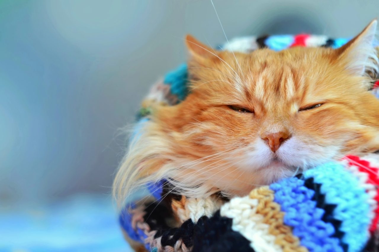 Cat Winter Coat: Do Cats Become Fluffier During The Winter?