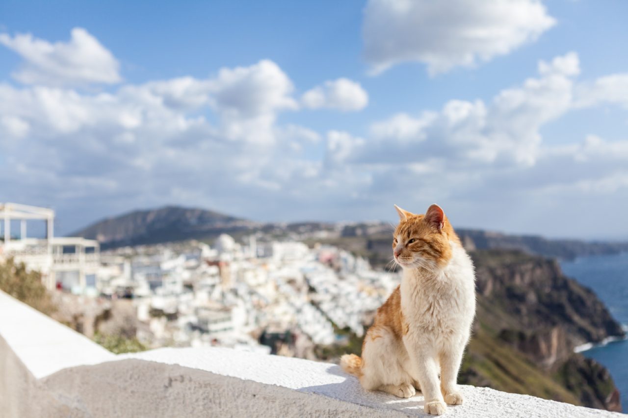 Aralarından Seçim Yapabileceğiniz 380+ Çarpıcı Yunan Kedi İsmi