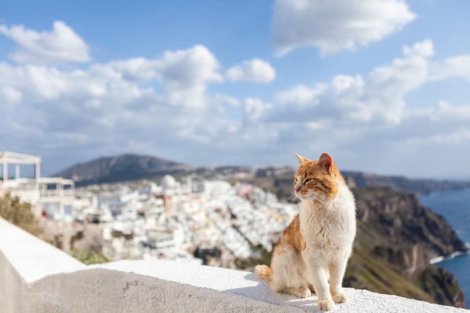 380+ Stunning Greek Cat Names That You Can Choose From