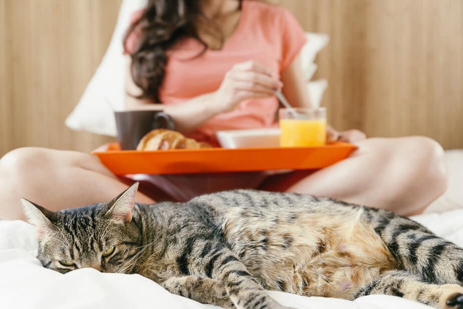 Can Cats Drink Orange Juice? "Squeeze" The Day Or Run Away?