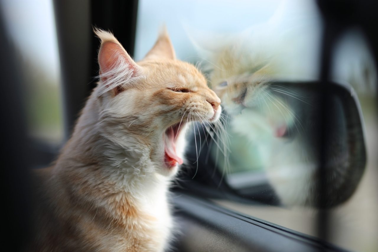 6 Life-Saving Tips For Your First Road Trip With A Cat!