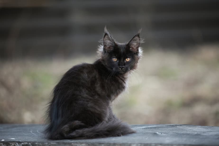 Black Smoke Maine Coon: The Truth About This Majestic Cat