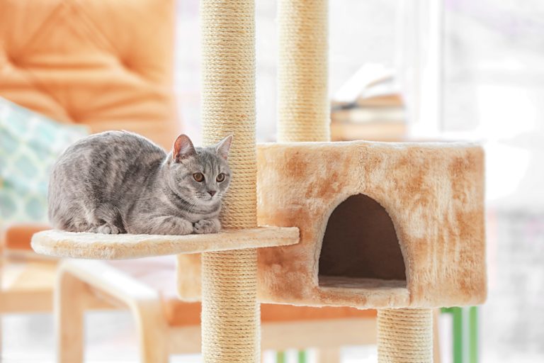 Everything You Need To Know About Keeping A Cat In One Room