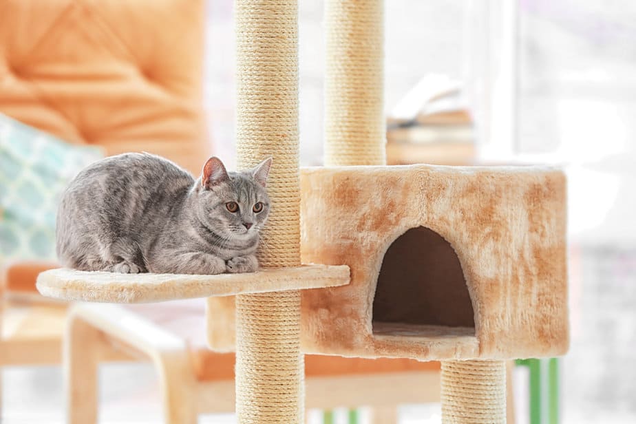 Everything You Need To Know About Keeping A Cat In One Room