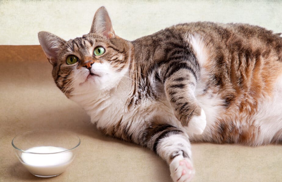 Kediler Badem Yiyebilir mi? Bu Cevizli İkramlar Hakkında Ne Düşünüyorlar?