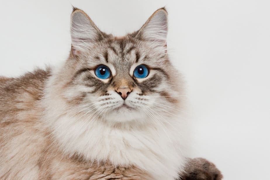 Norwegian Forest Cat Vs. Siberian Which One Is Purrfect For You?