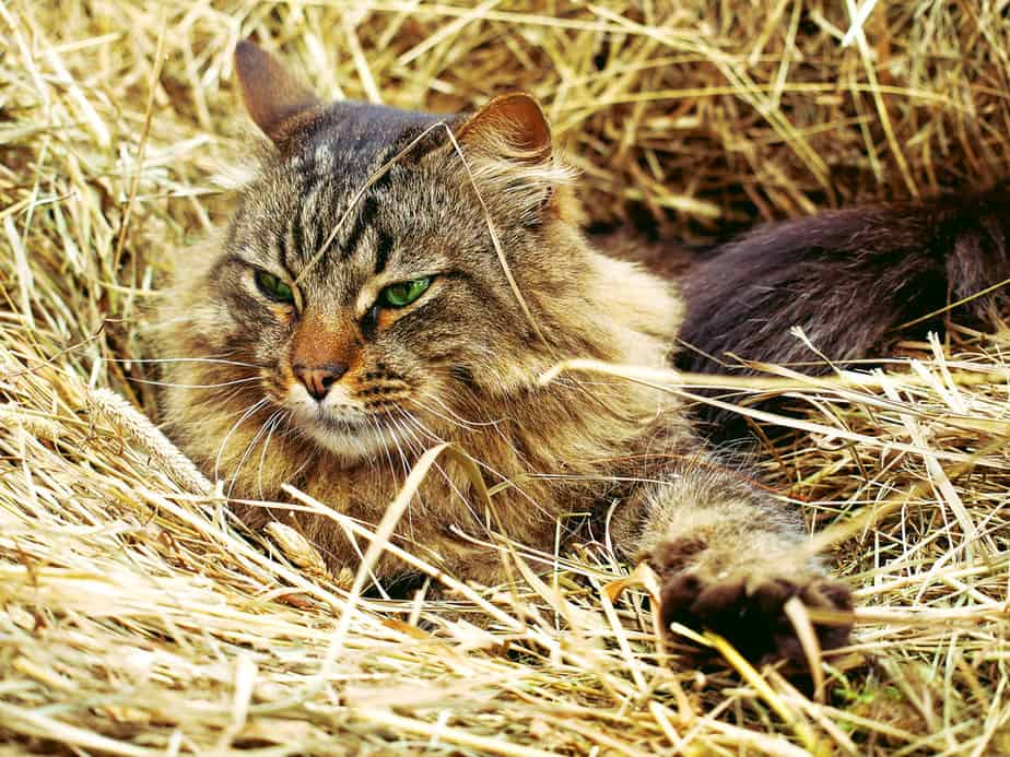 Can Cats Eat Hay? Do They Draw The Line At This Dried Grass?