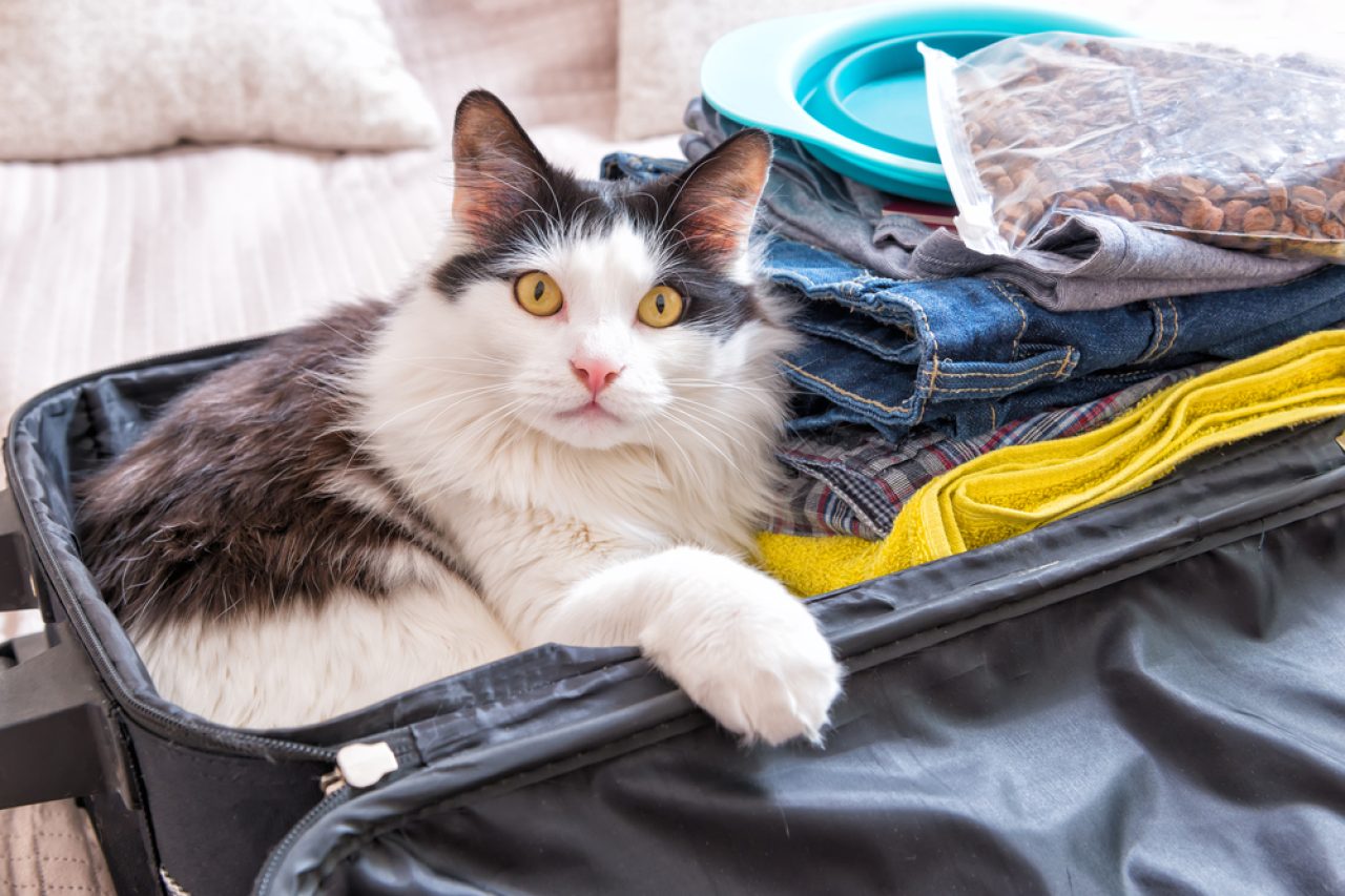 6 Life-Saving Tips For Your First Road Trip With A Cat!