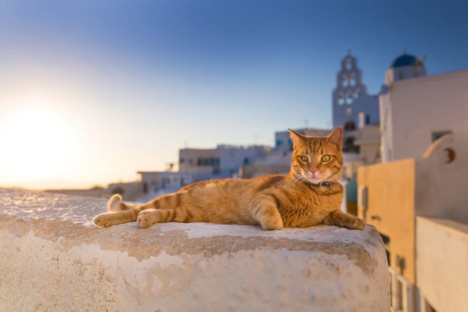 380+ Stunning Greek Cat Names That You Can Choose From