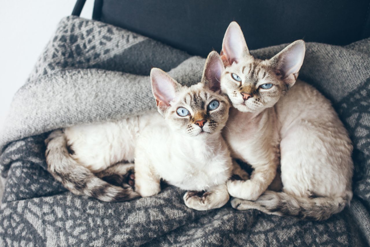 Twin Cat Names: 290+ Names For The "Purrfect Furends"
