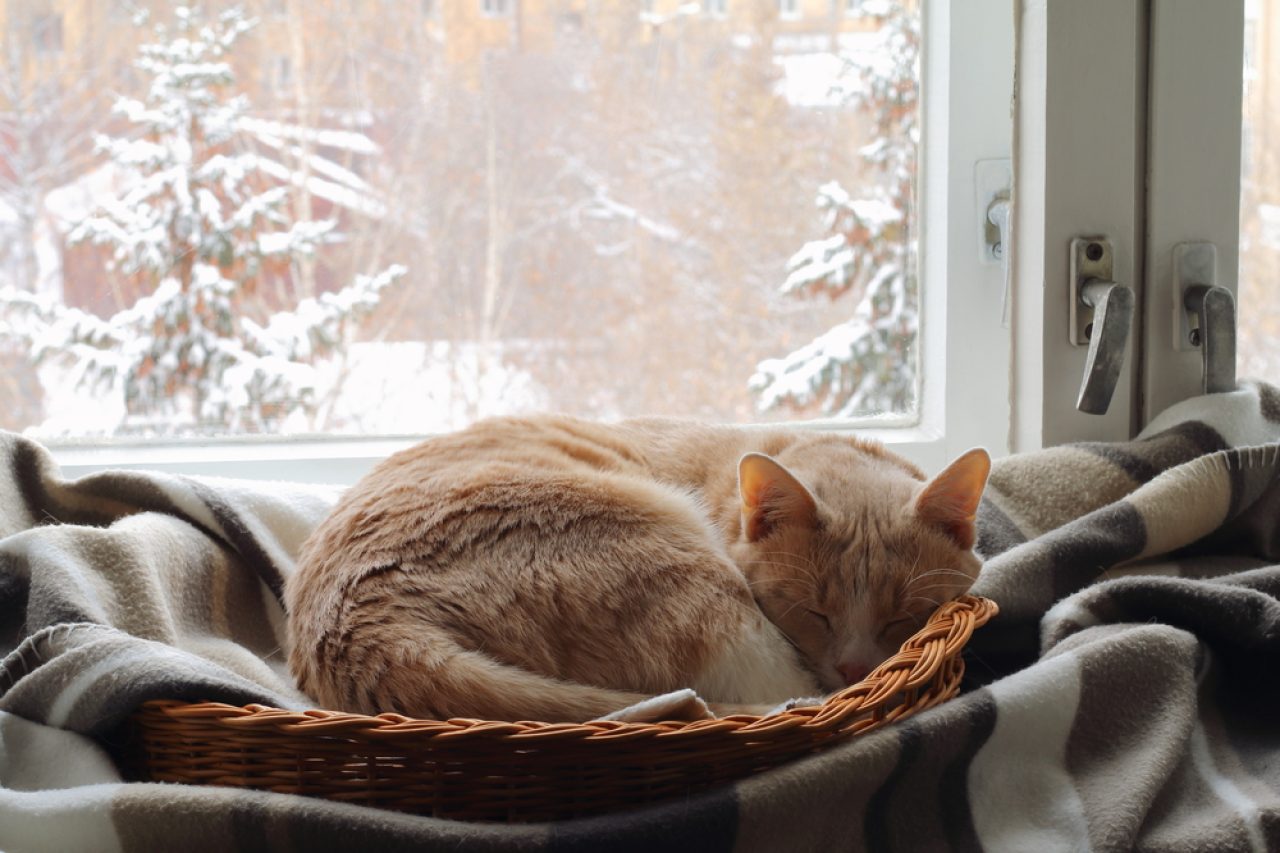Kedi Kışlık Tüyleri: Kediler Kış Aylarında Daha mı Kabarık Olur?